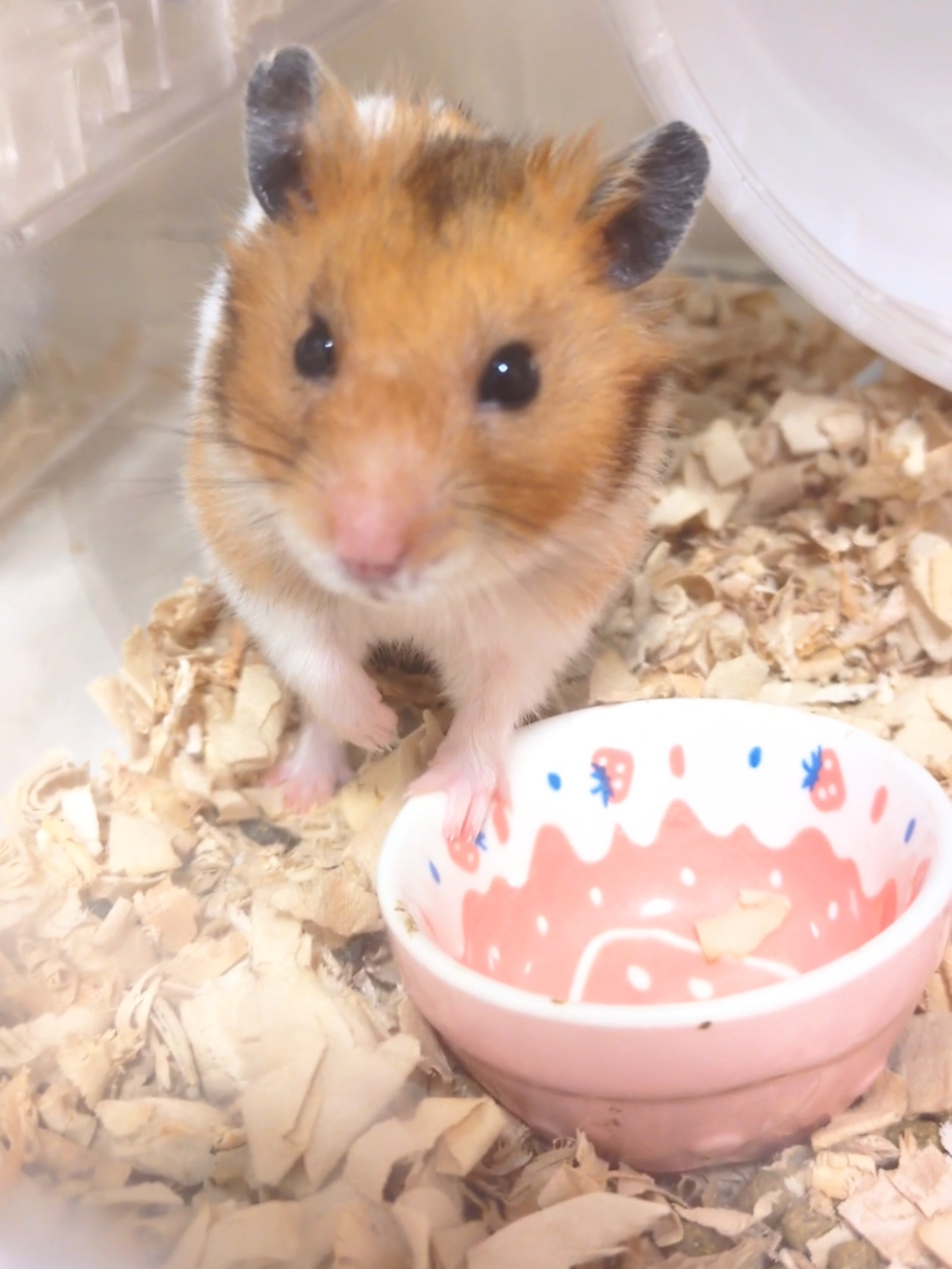 @たぴと仲間たち