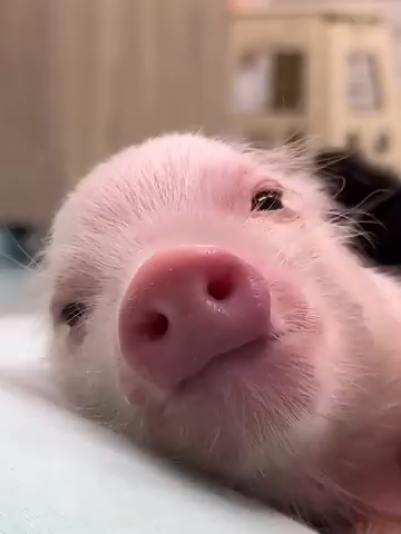 @Evolveg