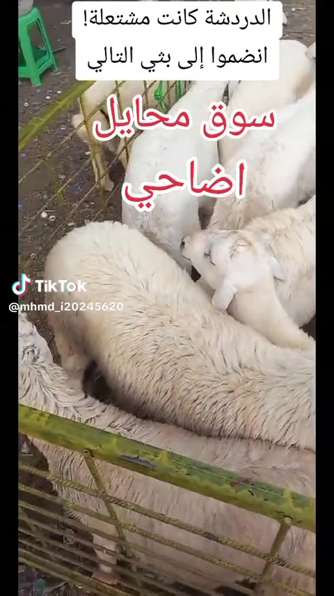 @mohamed_ksa0