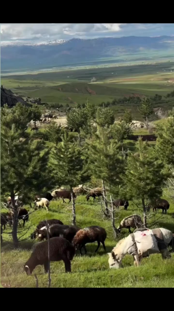 @yetkin497