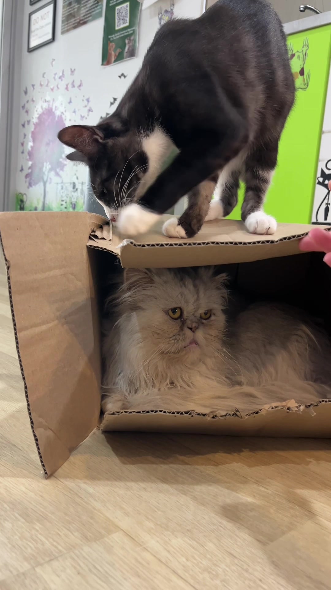@crazycatcafe