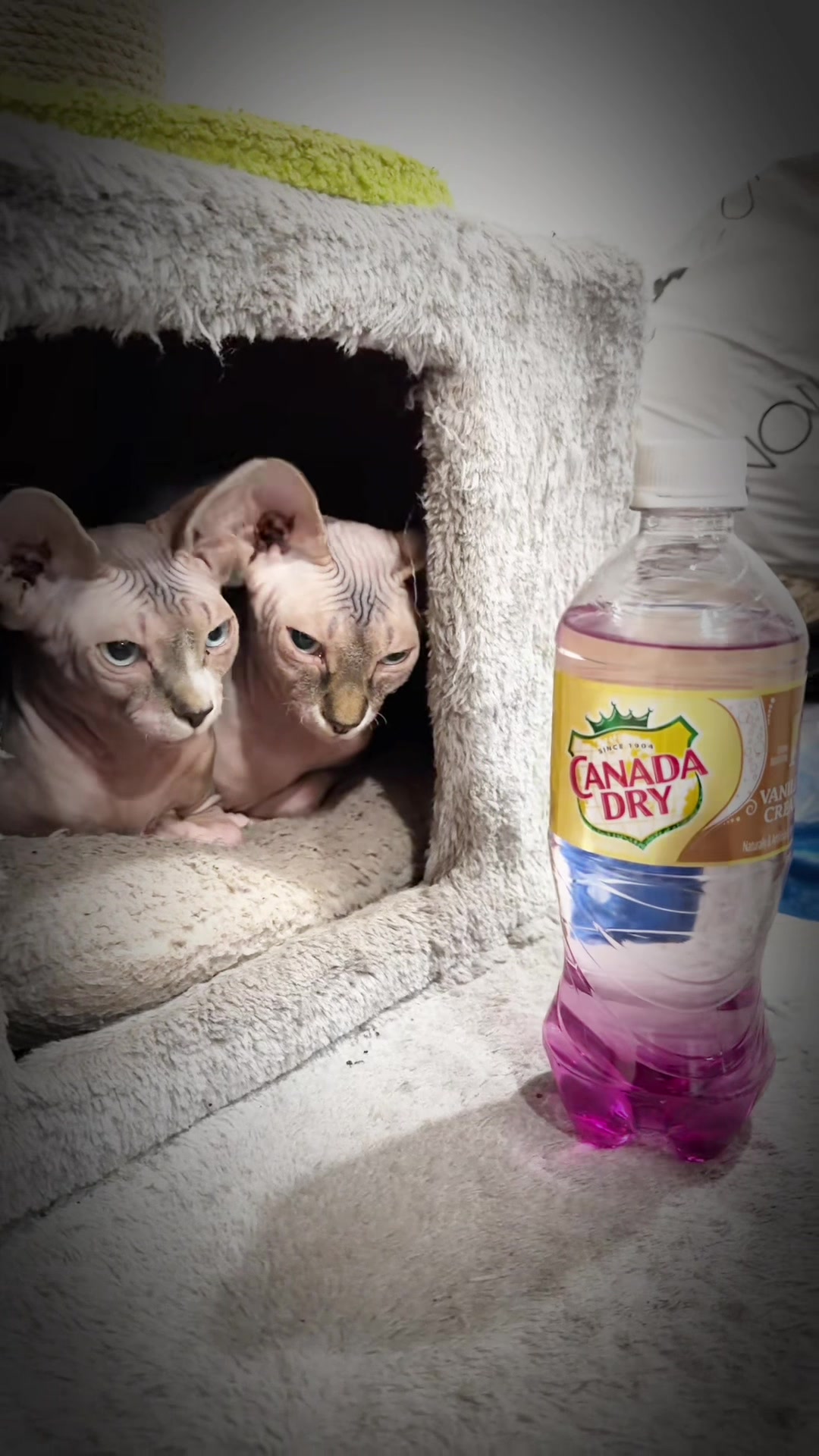 @auraful_animals