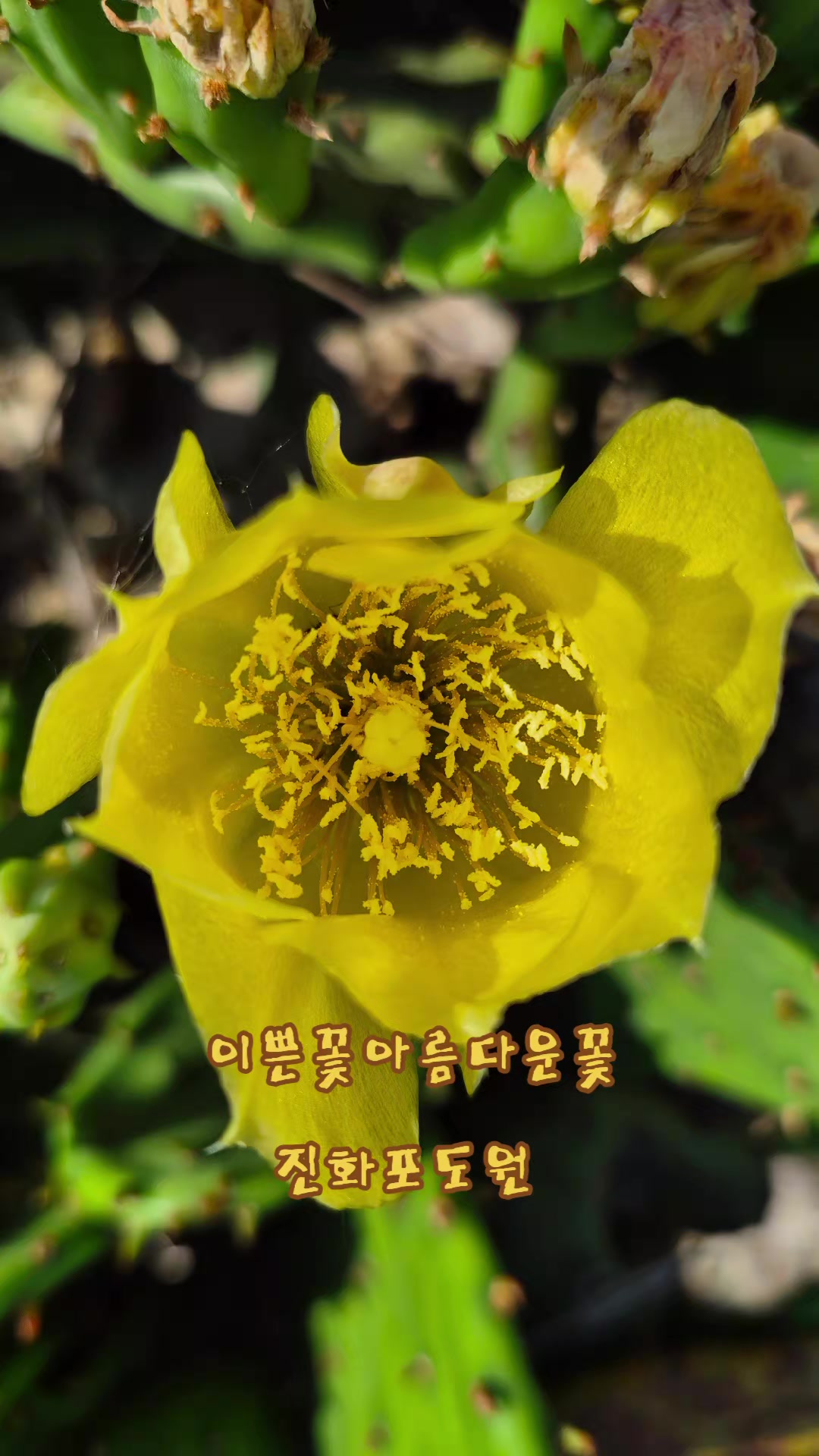 @진화포도원