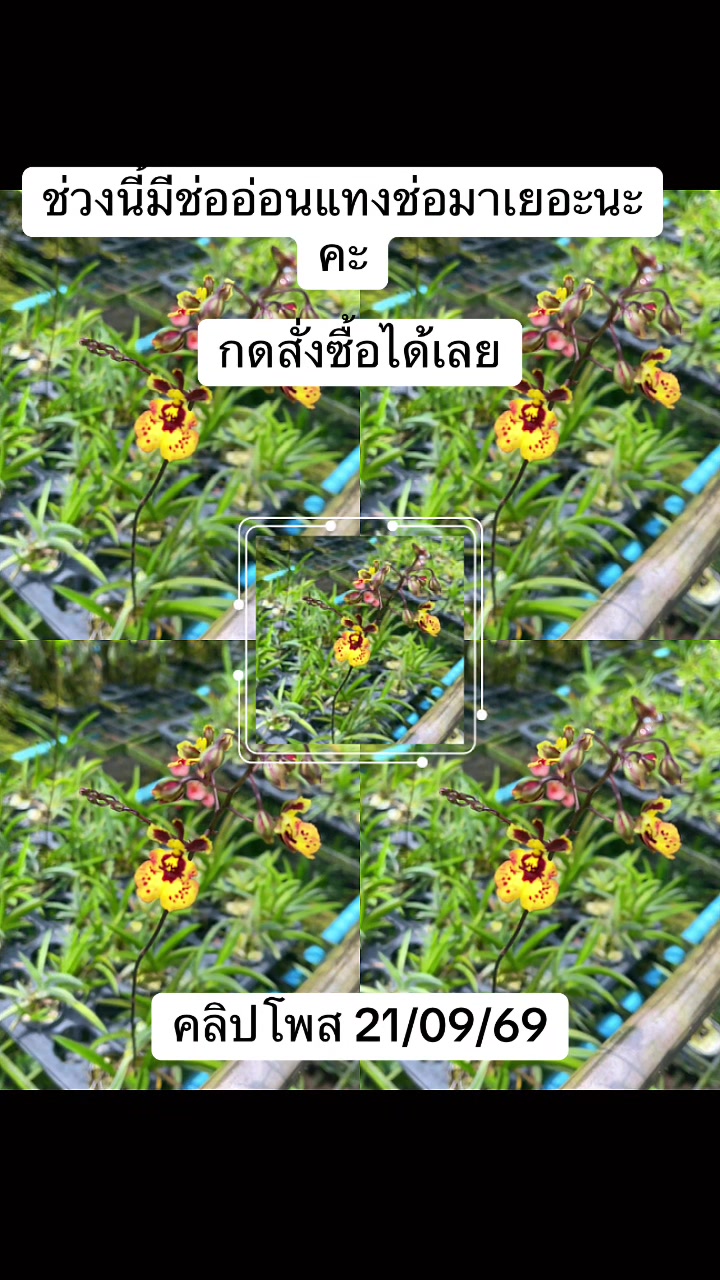 @Waree เพิ่มพูนทรัพย์