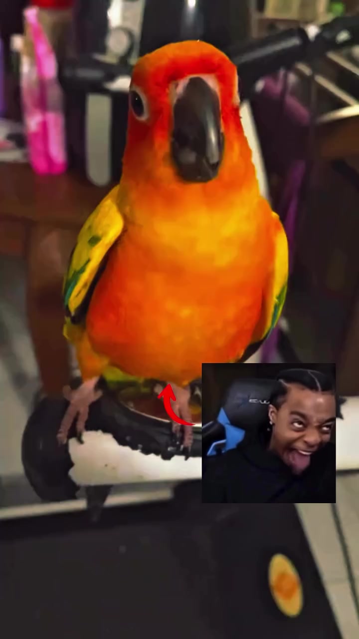 @tuffchickenburger