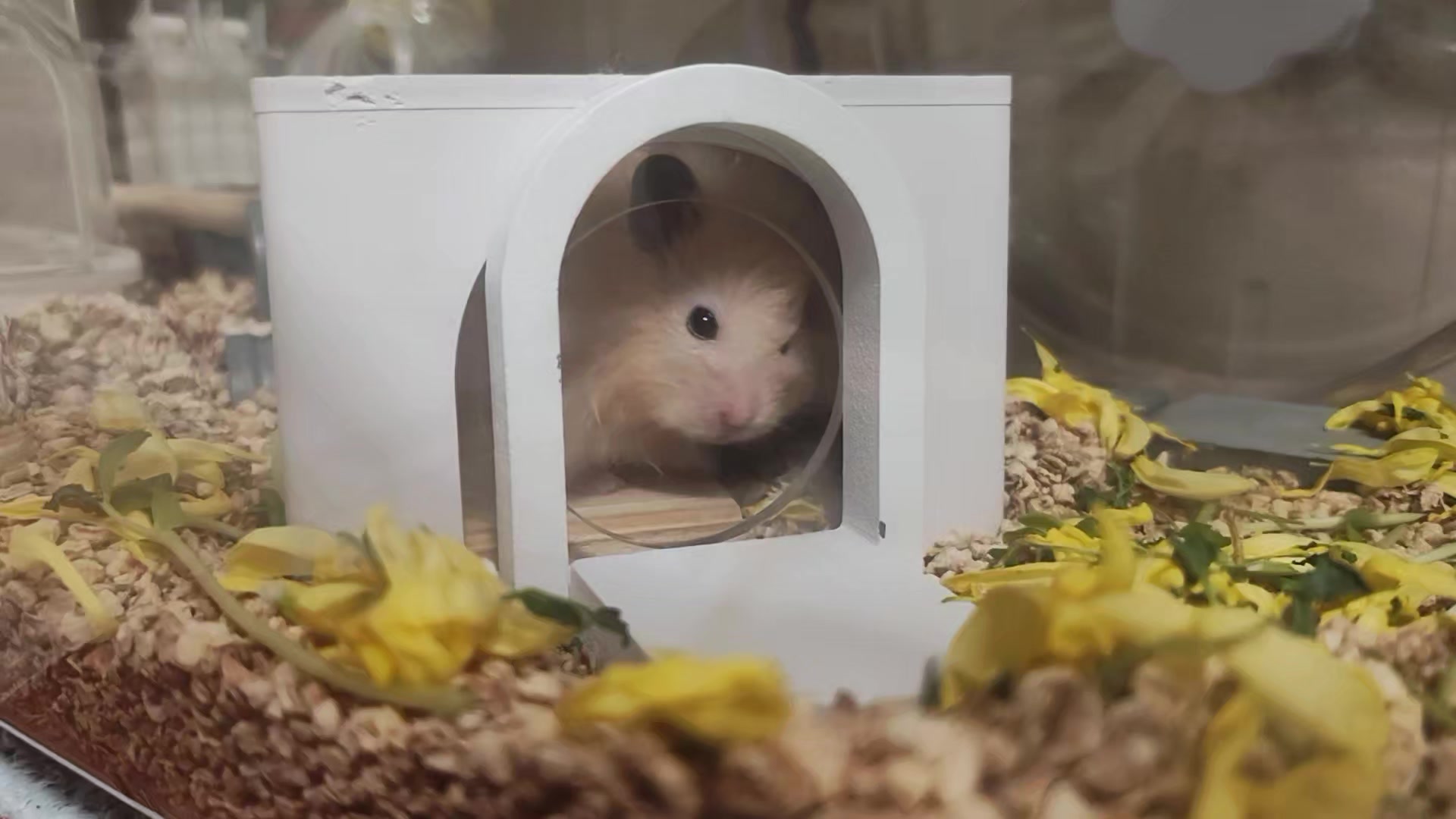@モチキン🐹