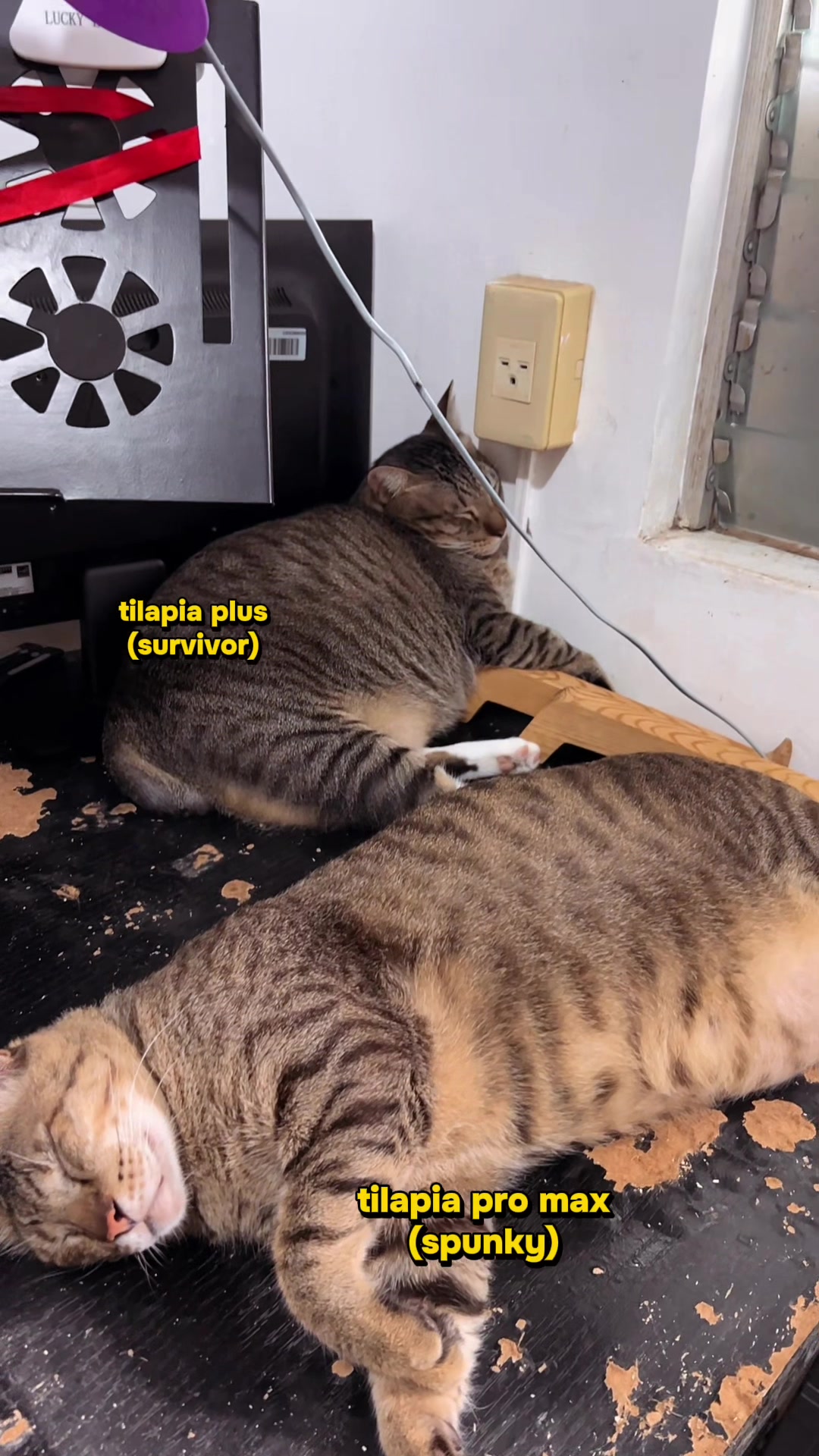 @17meows