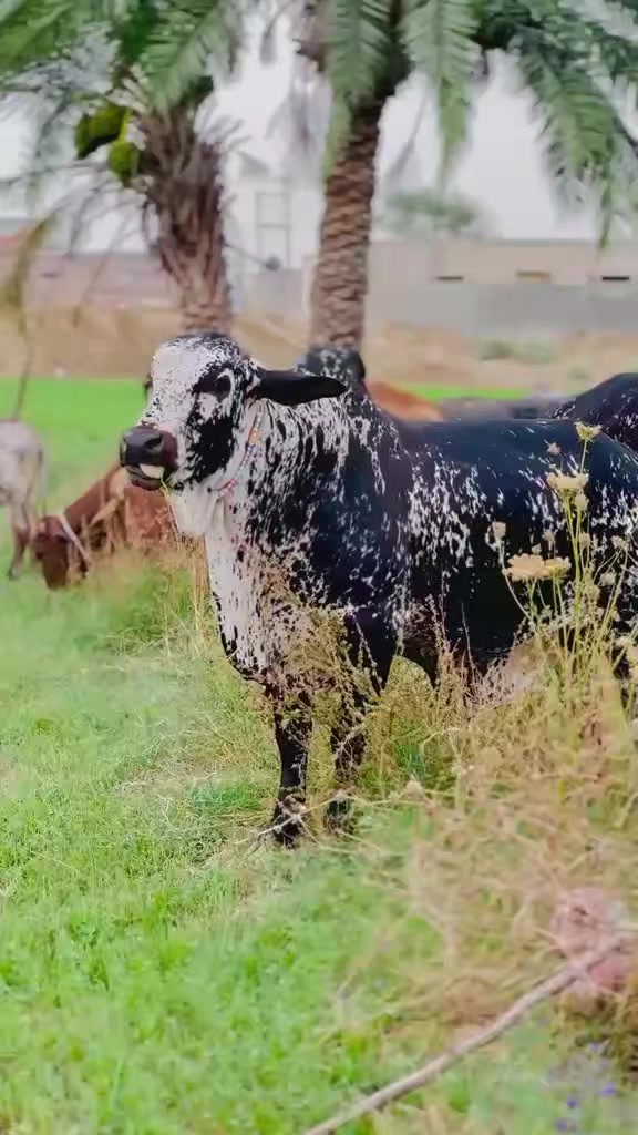 @Waqas Rohi wala