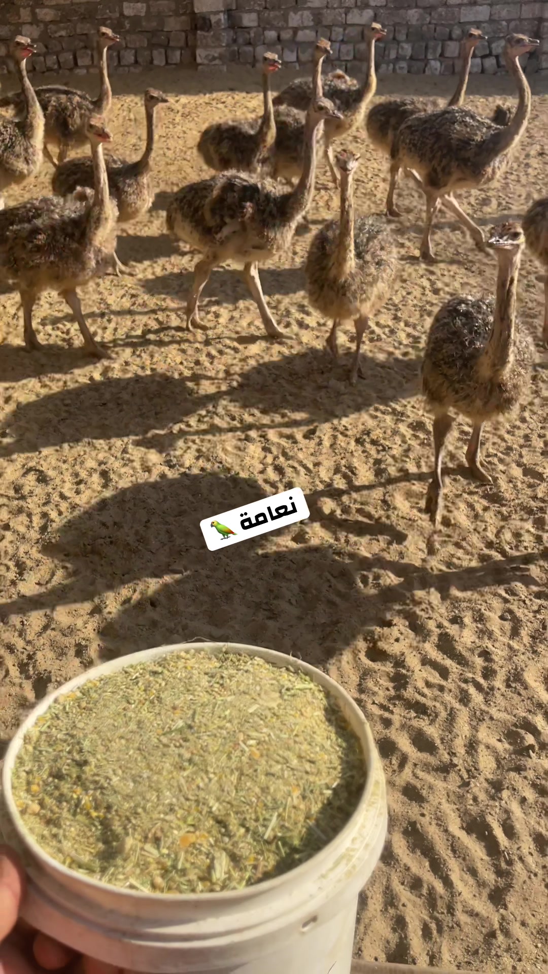 @نعامة 🦍
