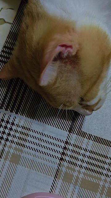 @SheMama🐱🤍