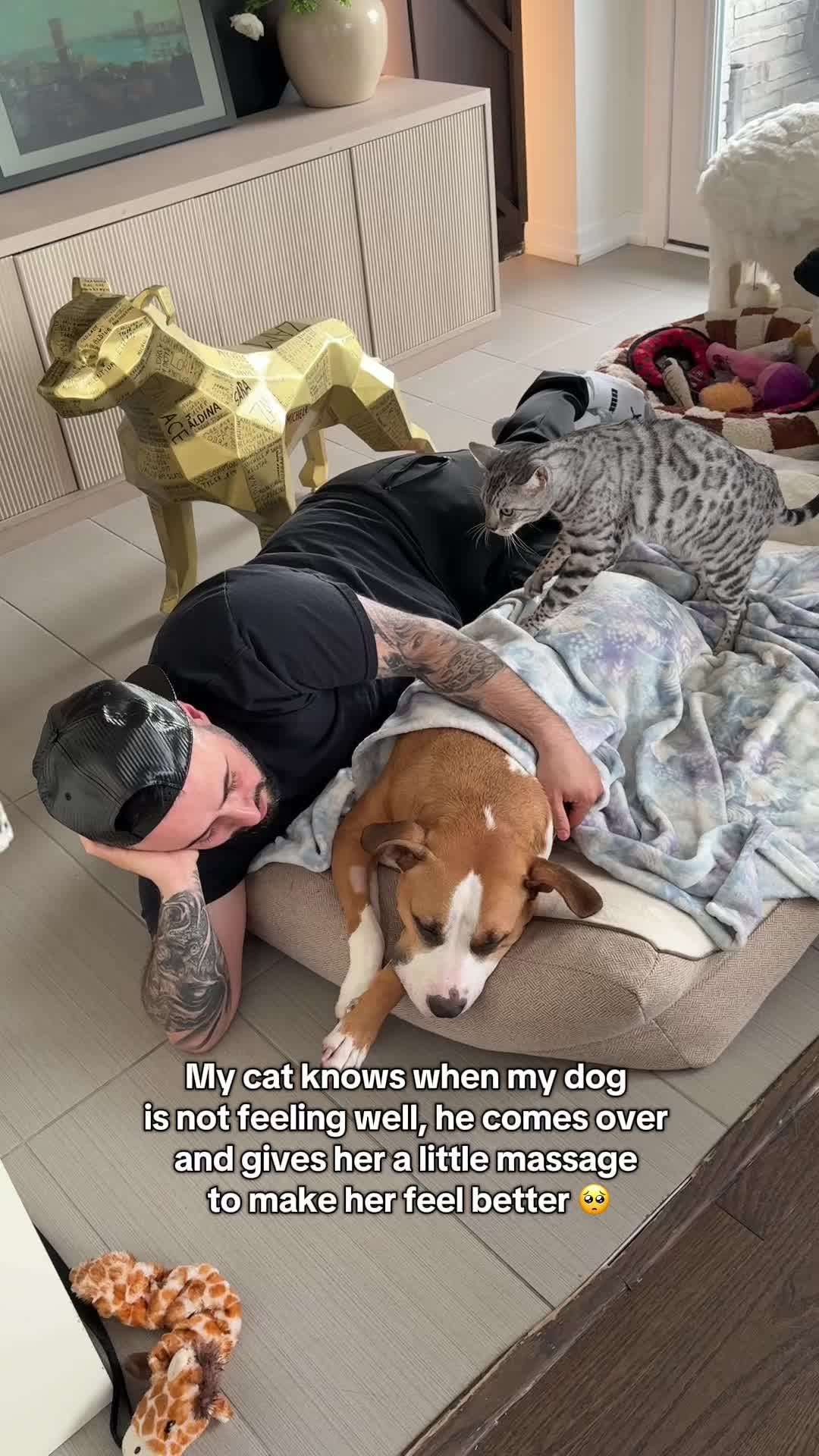 @Luna The Pittie