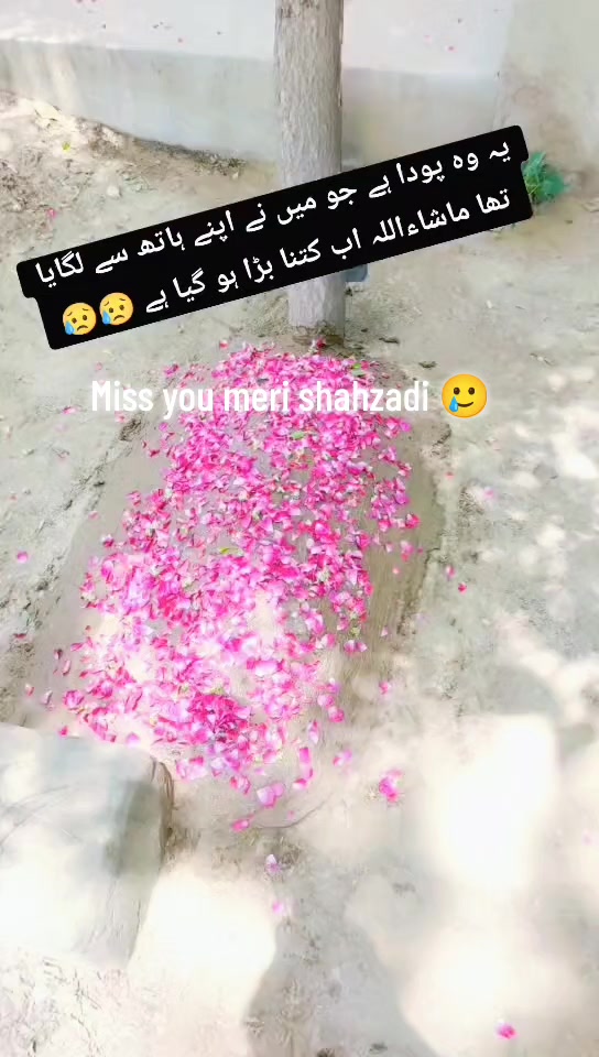 @𝙈𝙧.𝙎𝙖𝙦𝙞𝙗 🥀