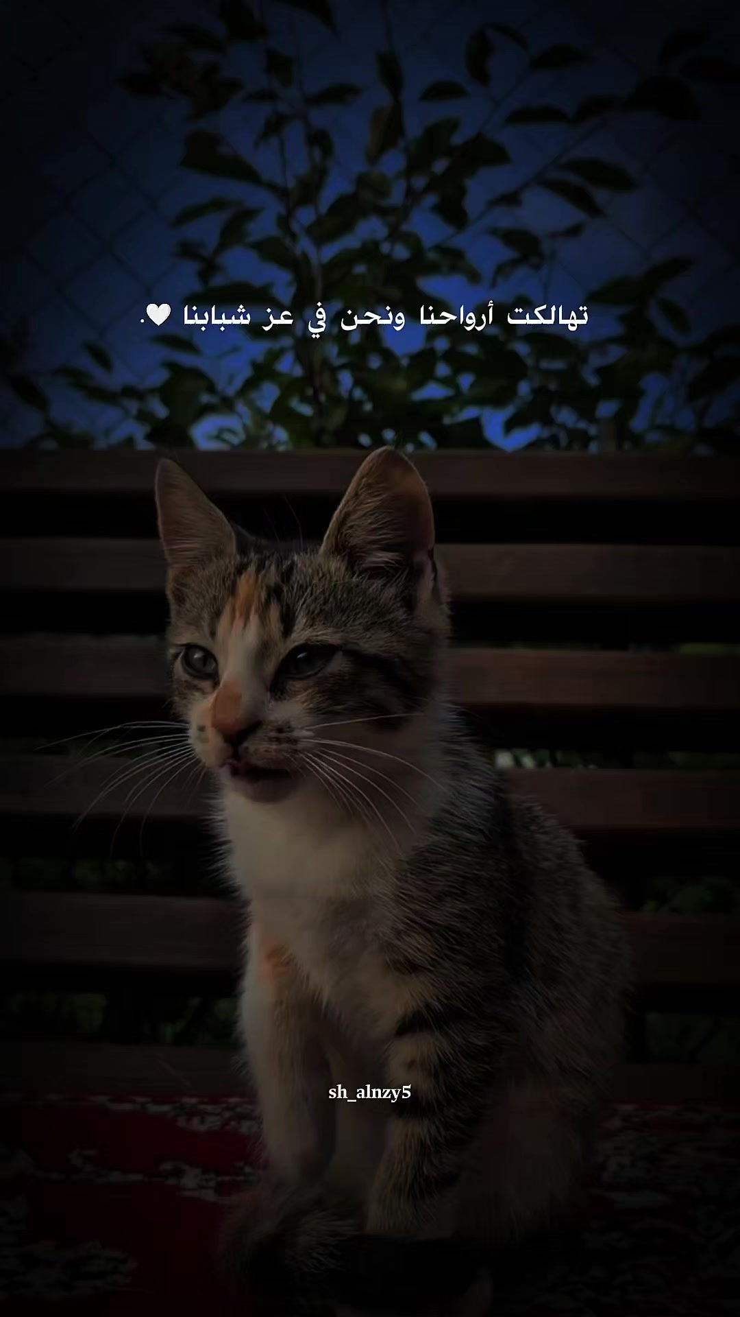 @شامان العنزي