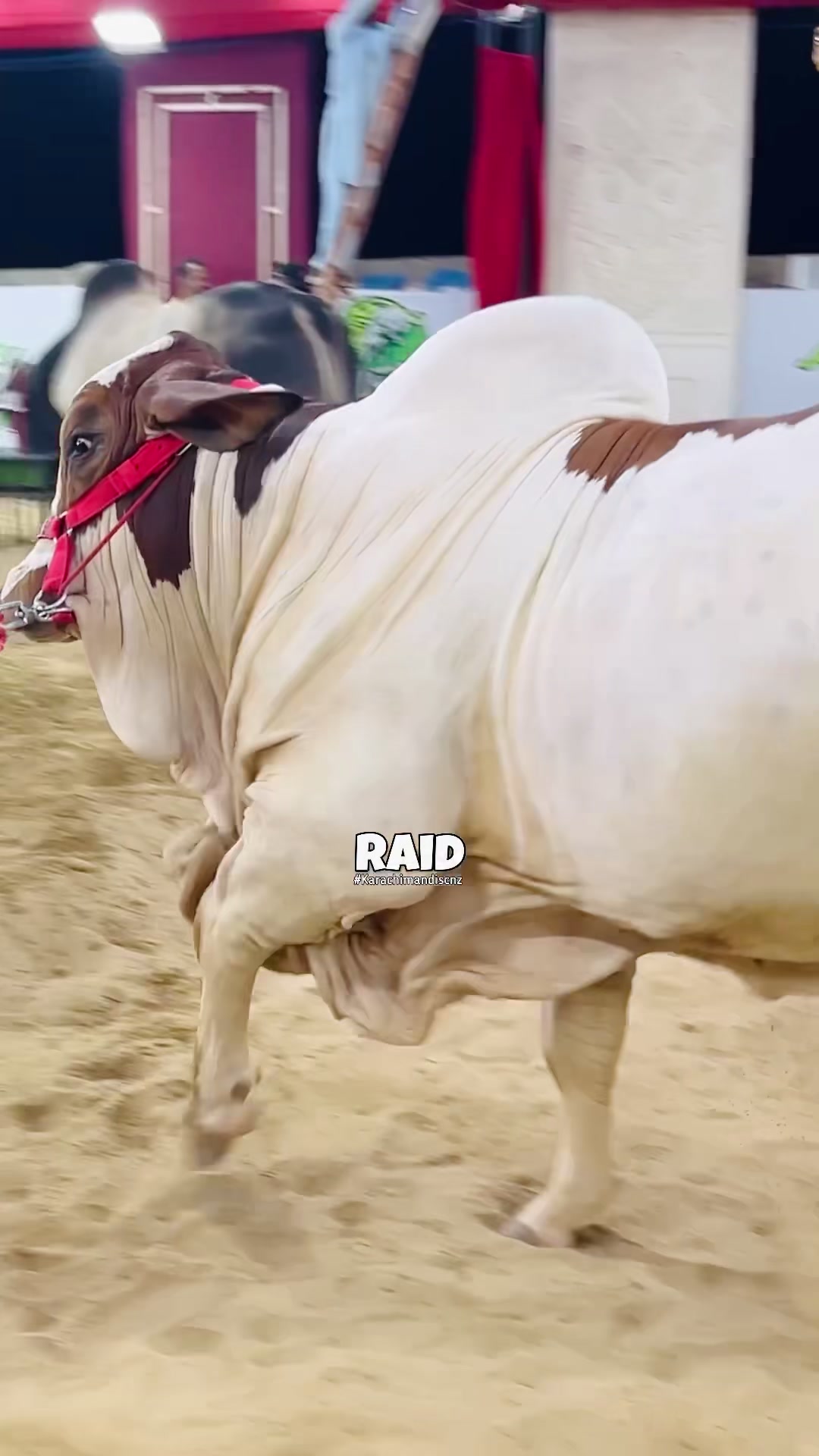 @Raid by Karachi Mandi Scnz