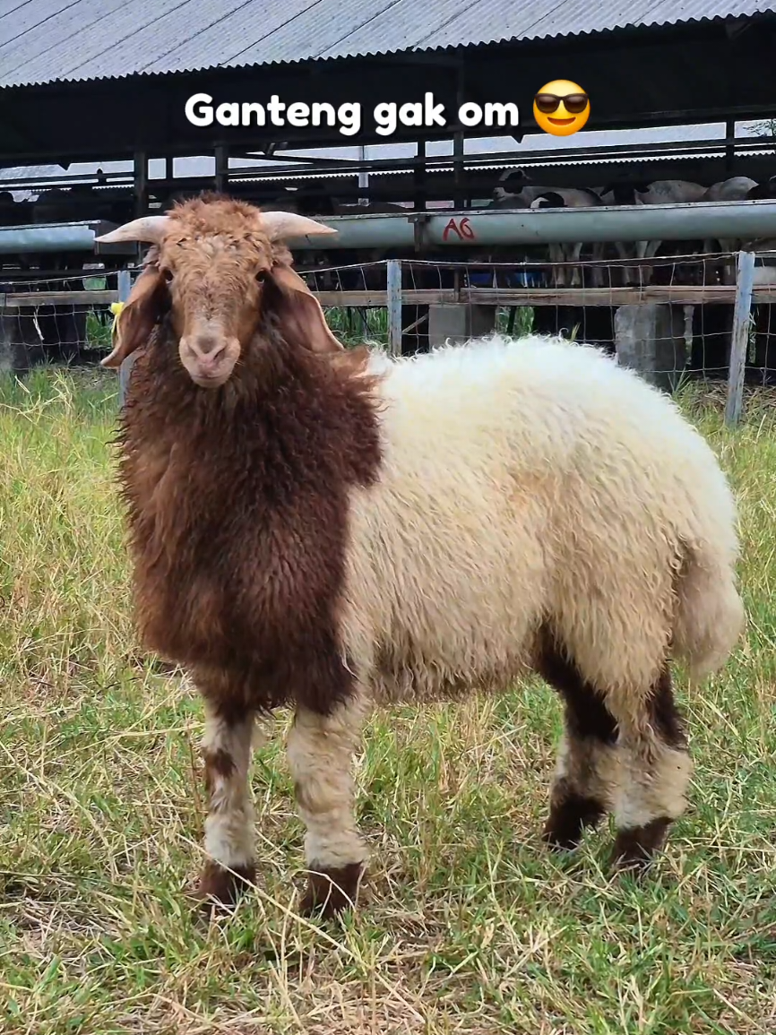 @Kambing Burja Official