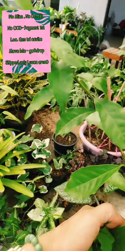 @mhie_nie gorgeous plantita