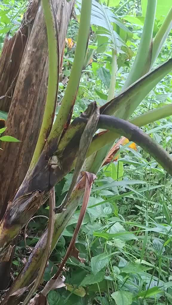 @𝐁𝐈𝐒𝐇𝐍𝐔 𝐃𝐄𝐕