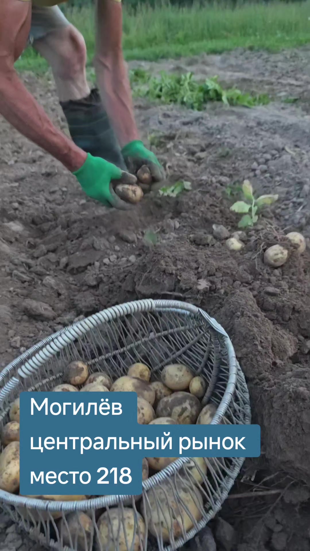 @Картофель Могилёв