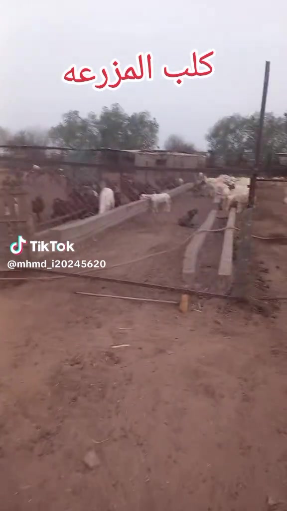 @mohamed_ksa0