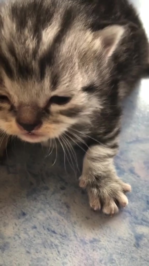 @catbosssss