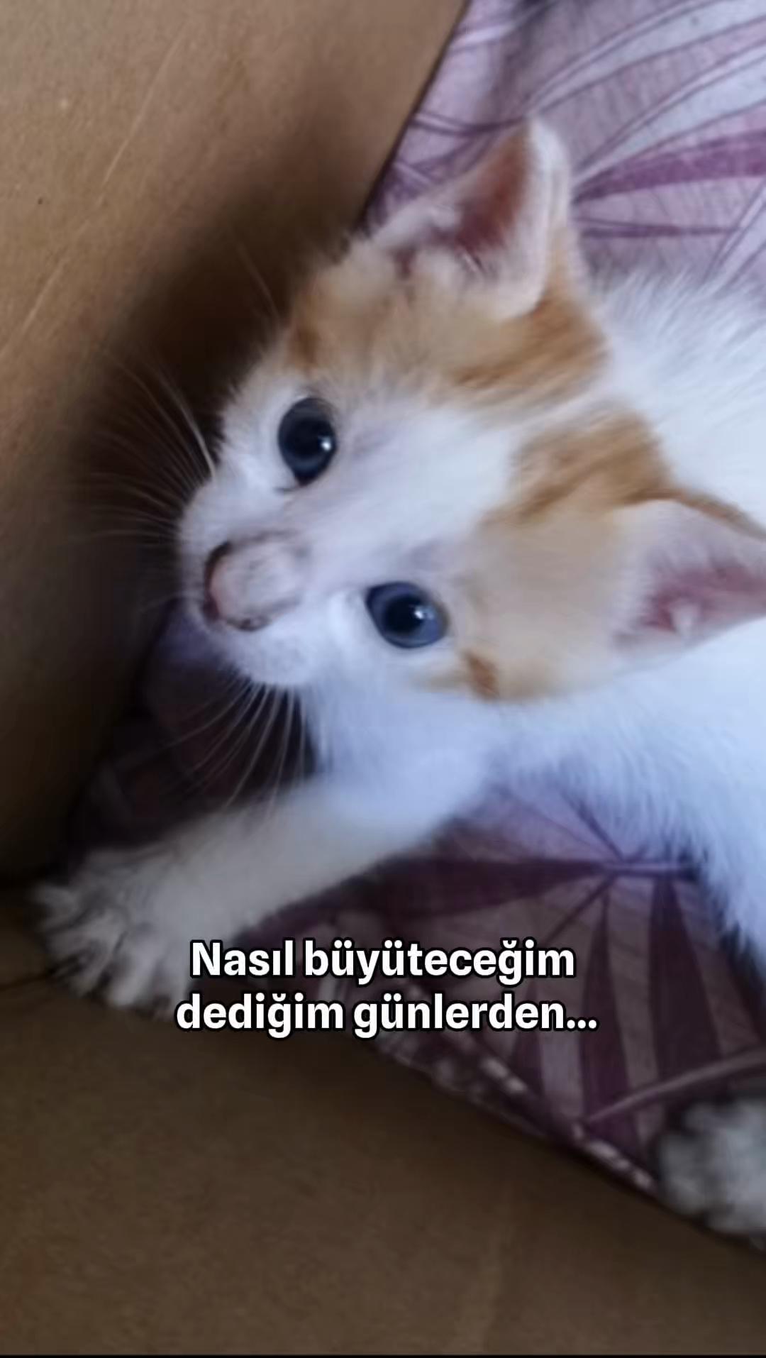 @ֆɨɮɛʟ ♉️
