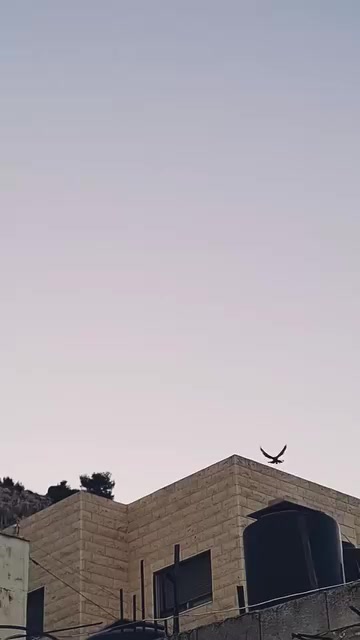 @Pigeons Tv