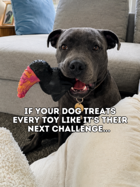 @Happy Staffy Co