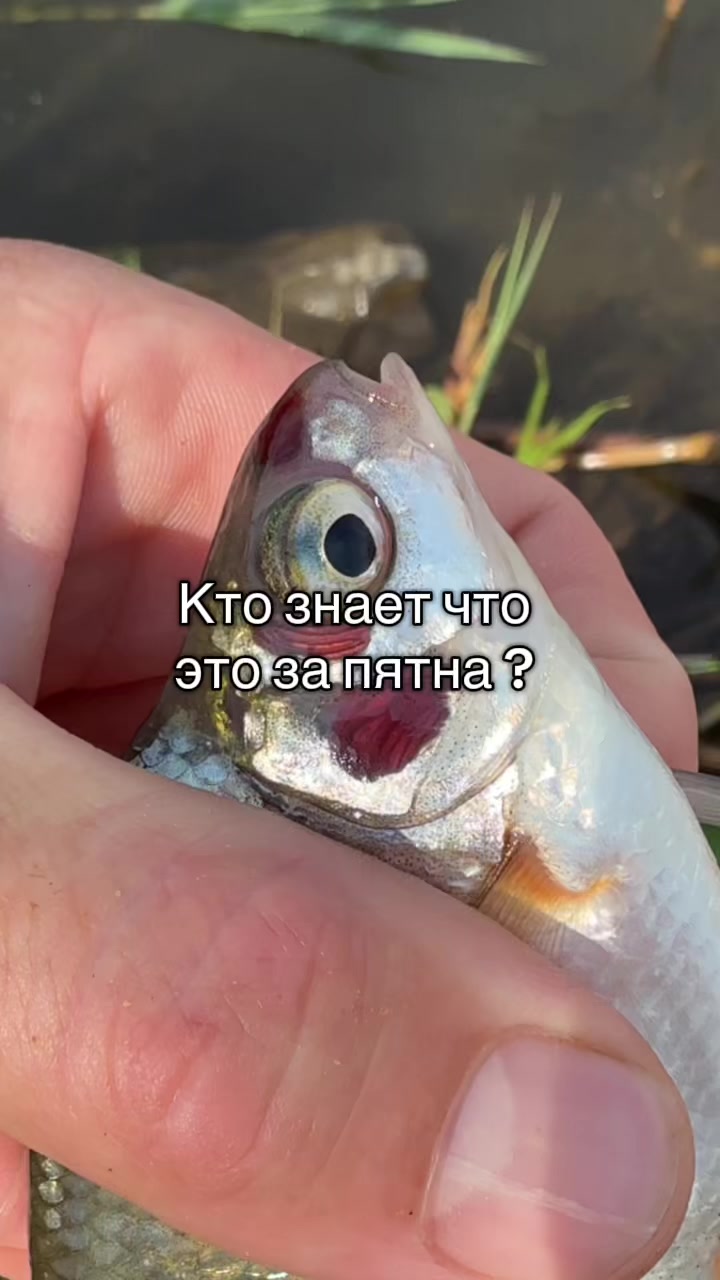 @Шур@