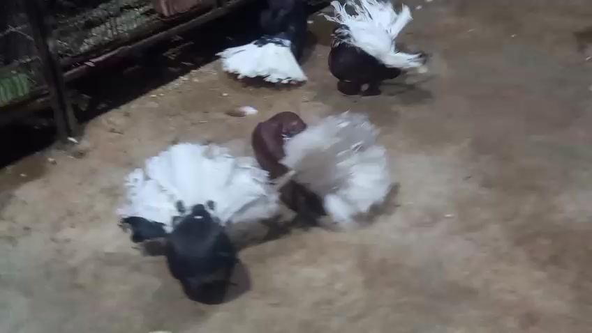 @royal birds