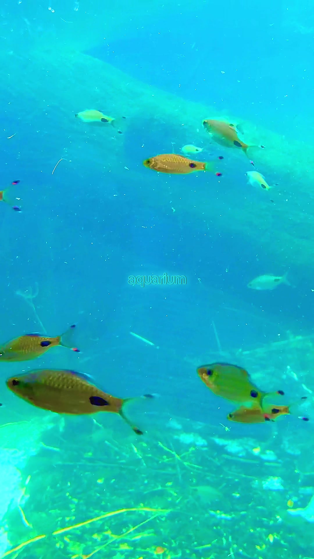 @aqua cat ๐๐ชผ