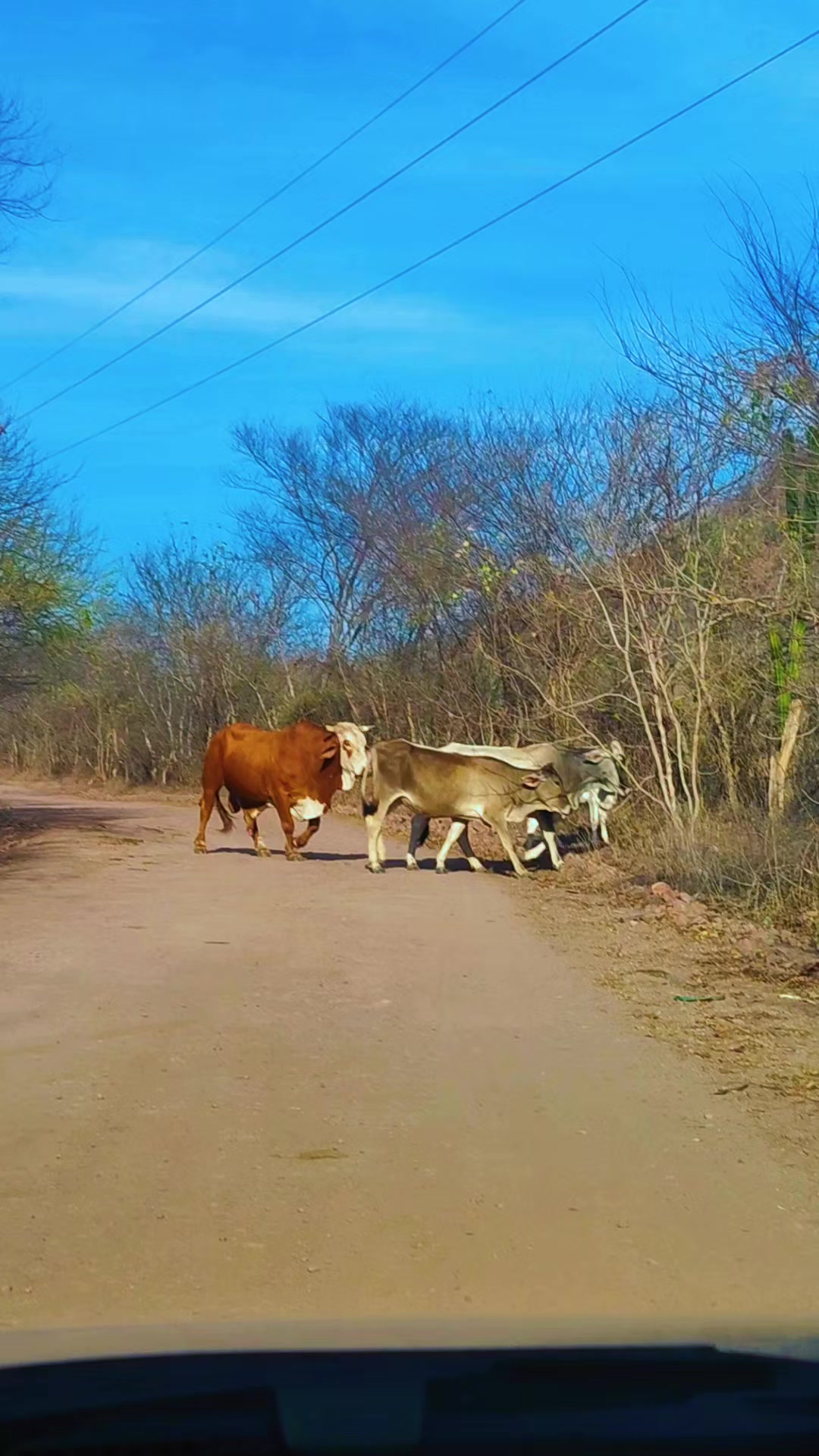 @Que bonito es lo 🐺 bonito🤠