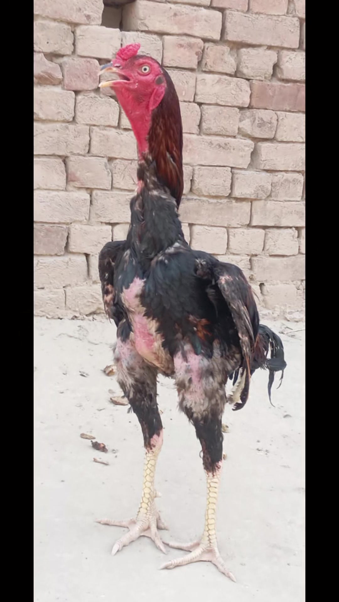 @ČĤÁŃĎŐ ĴÁŤŤ