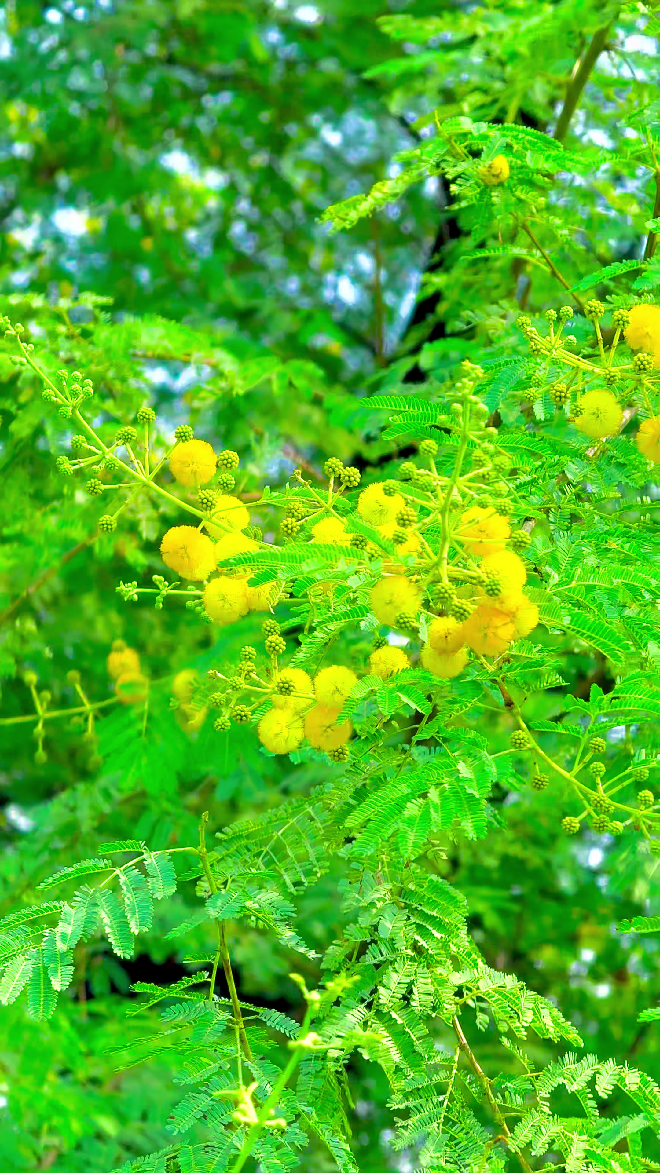 @🌾میں۔ میرا۔ پنڈ🎋