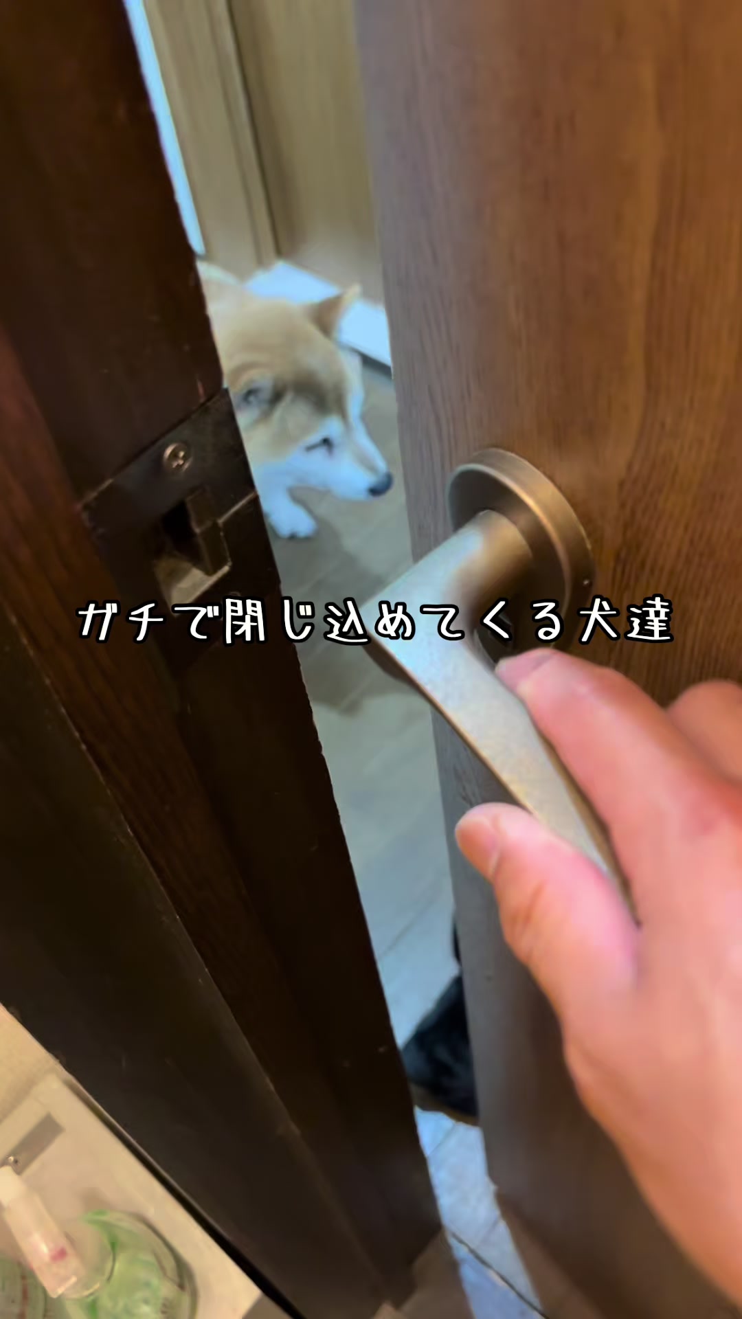 @ムックパパ🔶🐾