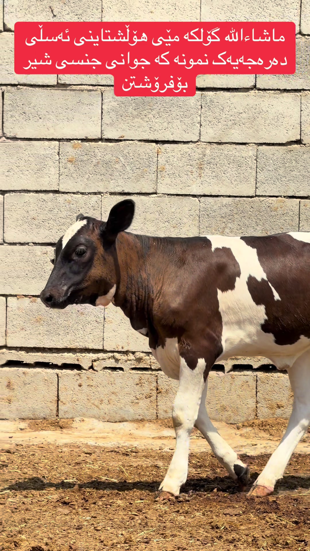 @مەیدانی ئاژەڵانی محمد 🐄🐂