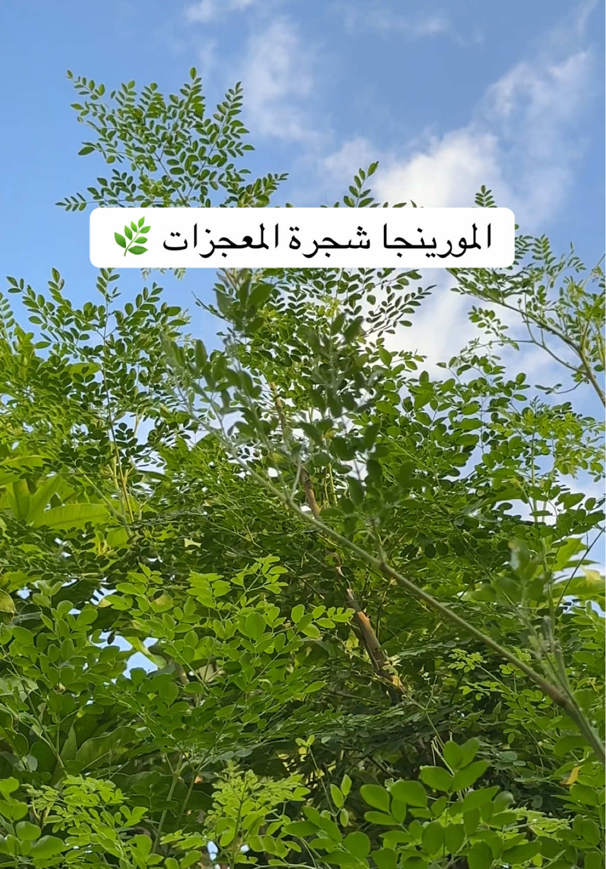 @مزارع ابو وليد للمورينجا 🌿