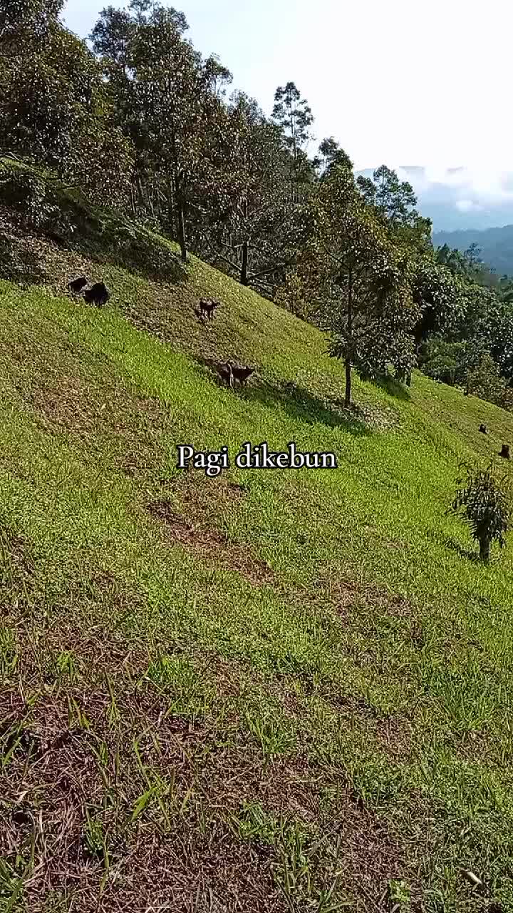@ADY DURIAN FARM 🌳