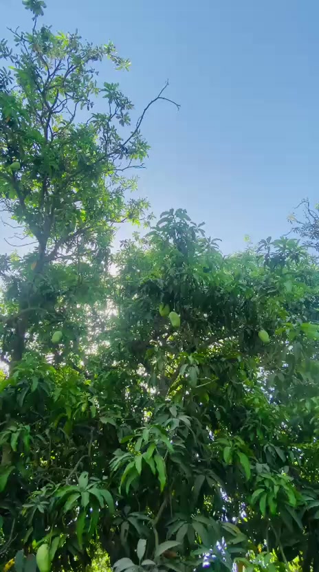 @Safa Baloch