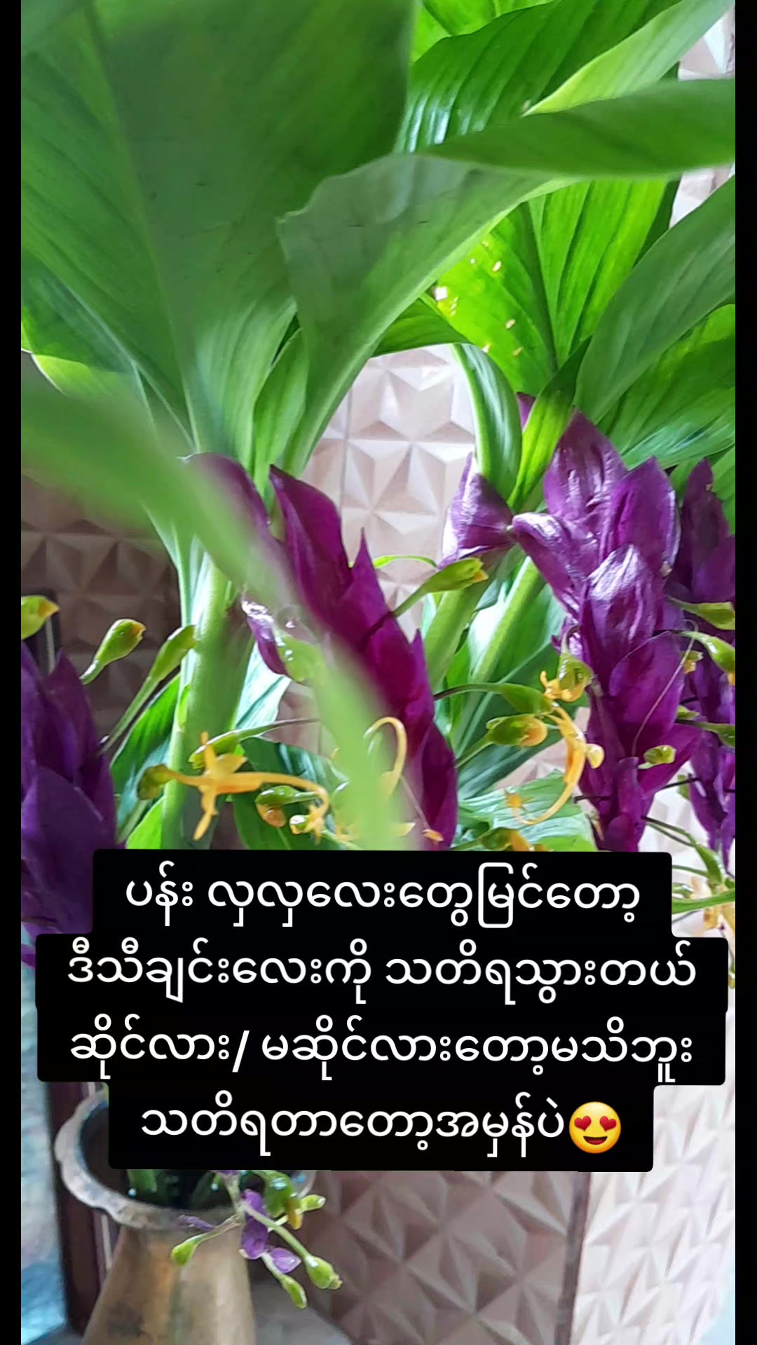 @Shwe Boke