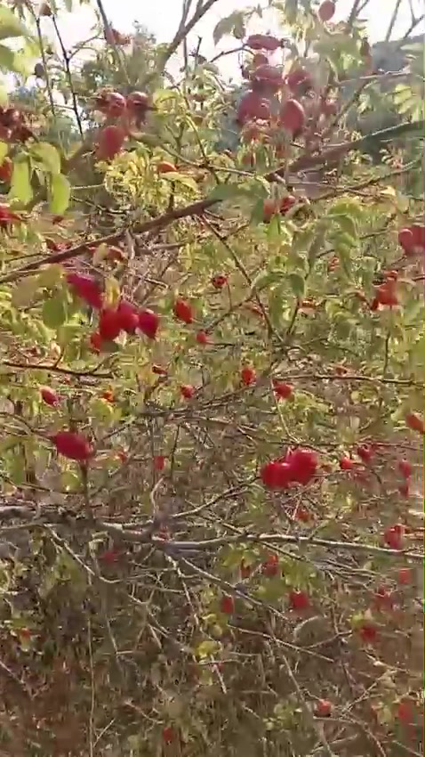 @🌼Çiçek🌼
