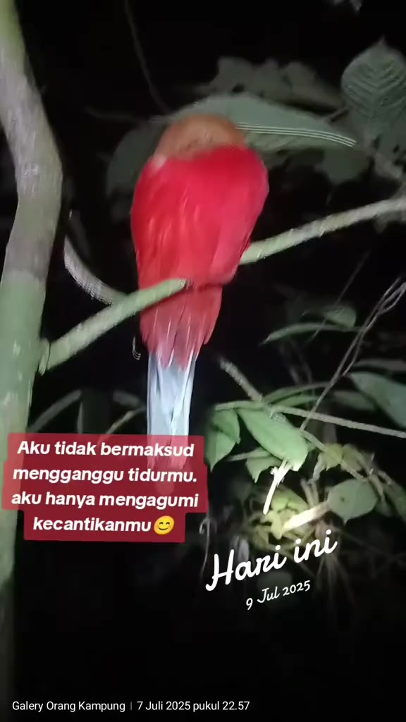 @Galery Orang Kampung