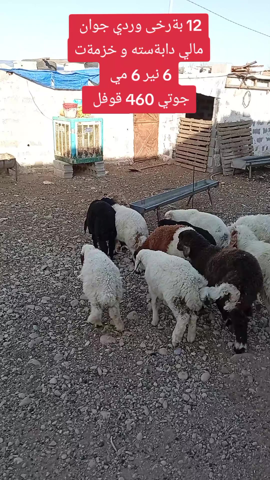 @احمد الكوردي