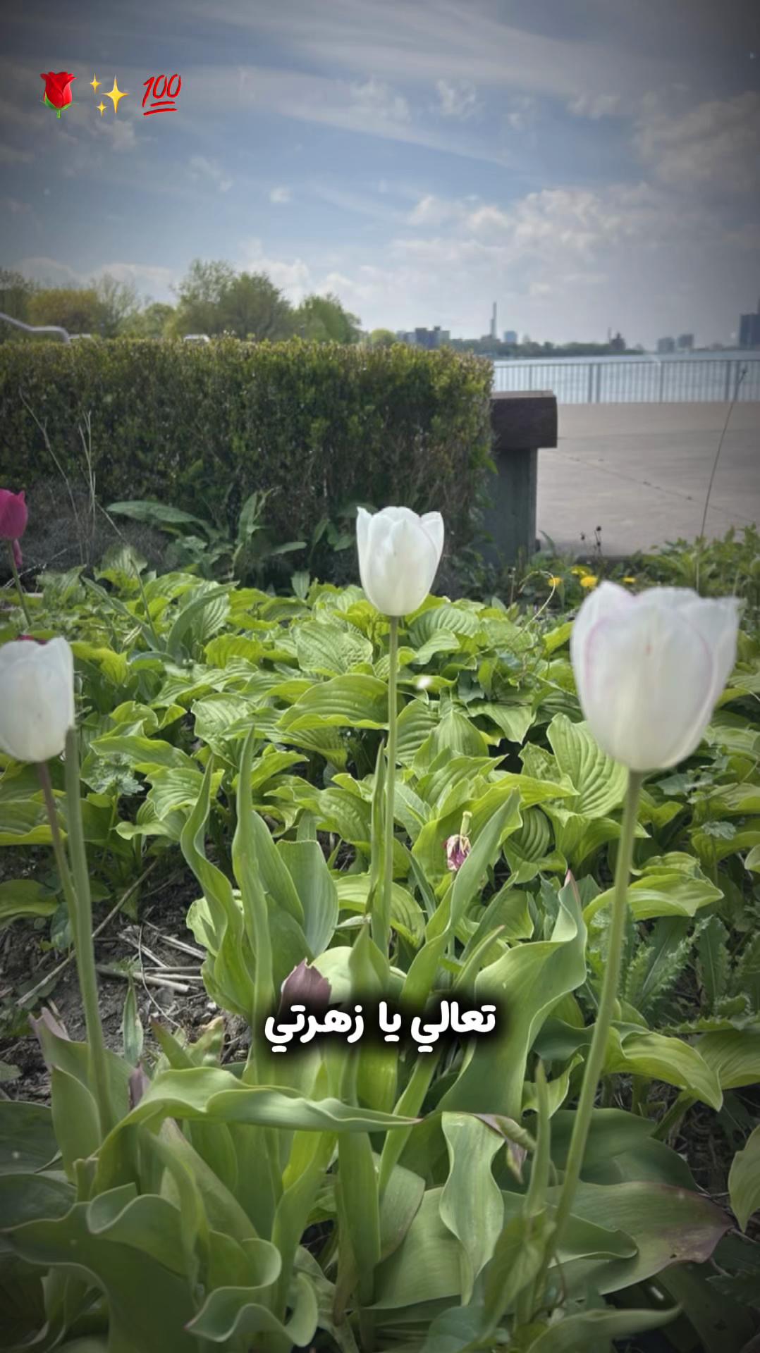 @Vilda makhoul