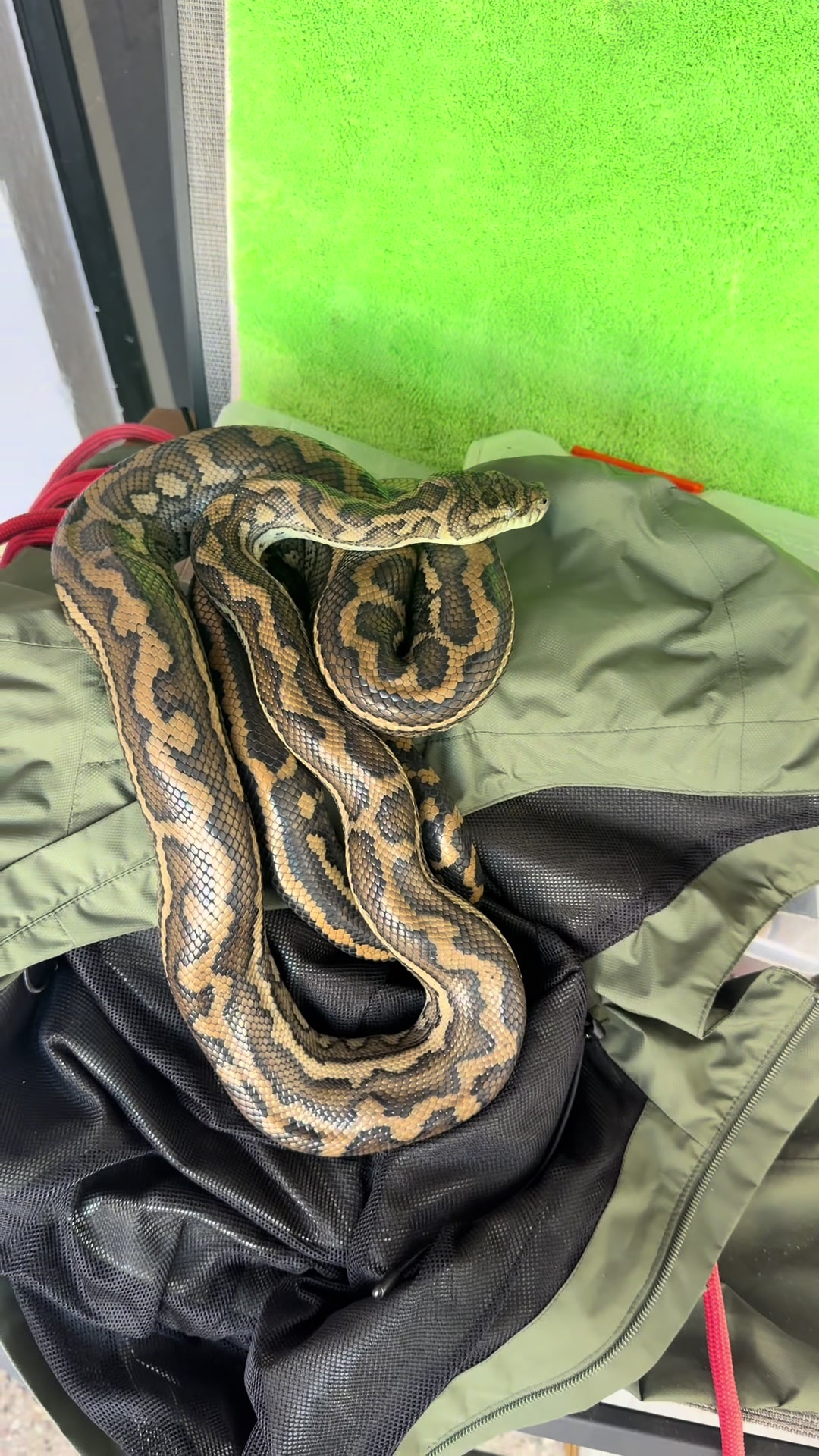 @Snake Catcher Dan