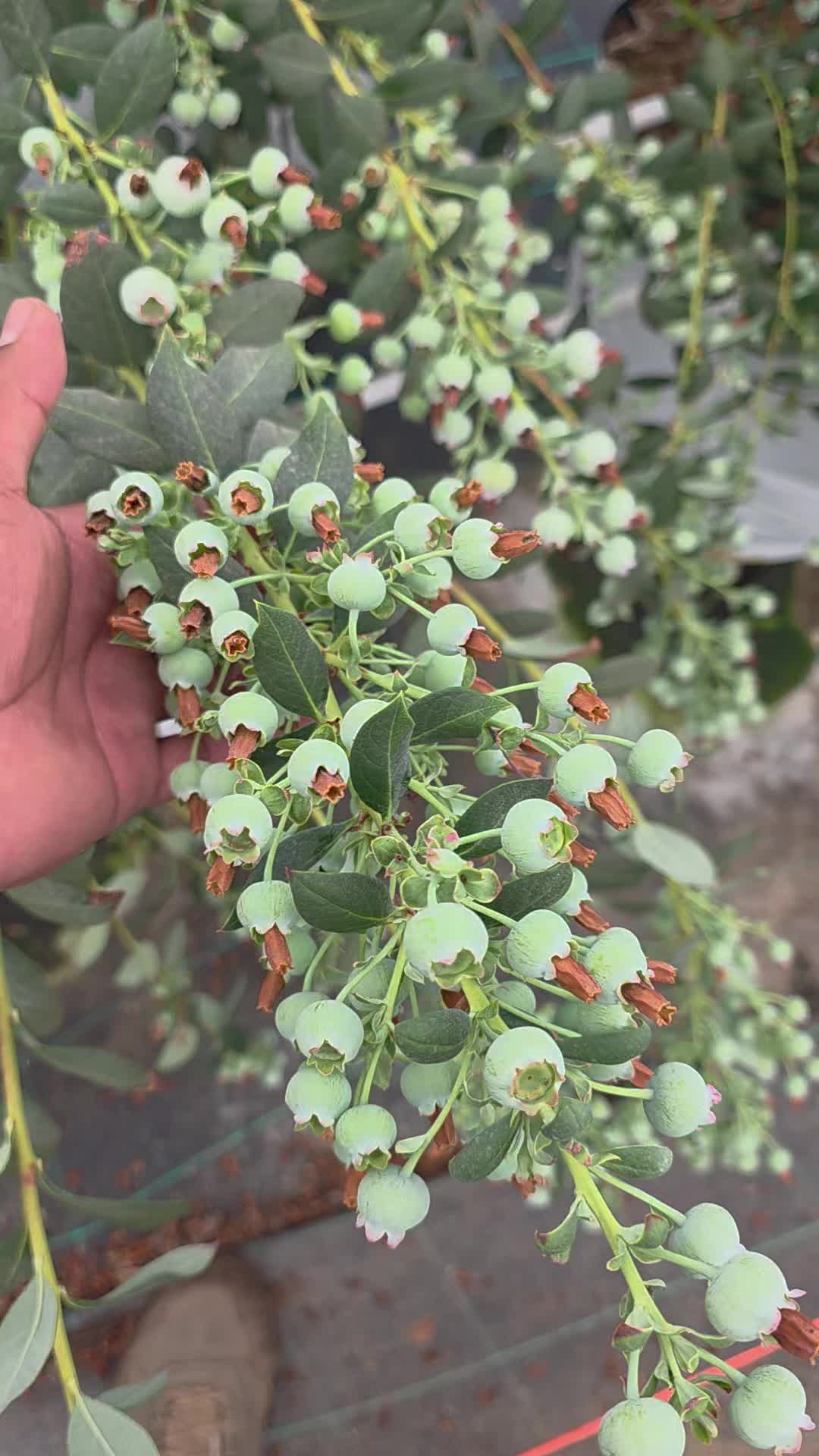 @El Extensionista del Agro