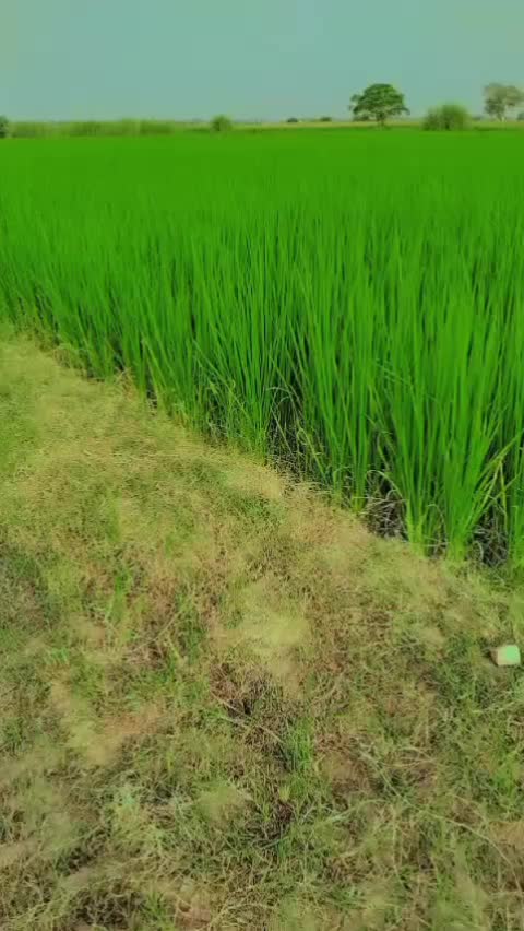 @اسرار گجر سروال 🇵🇰