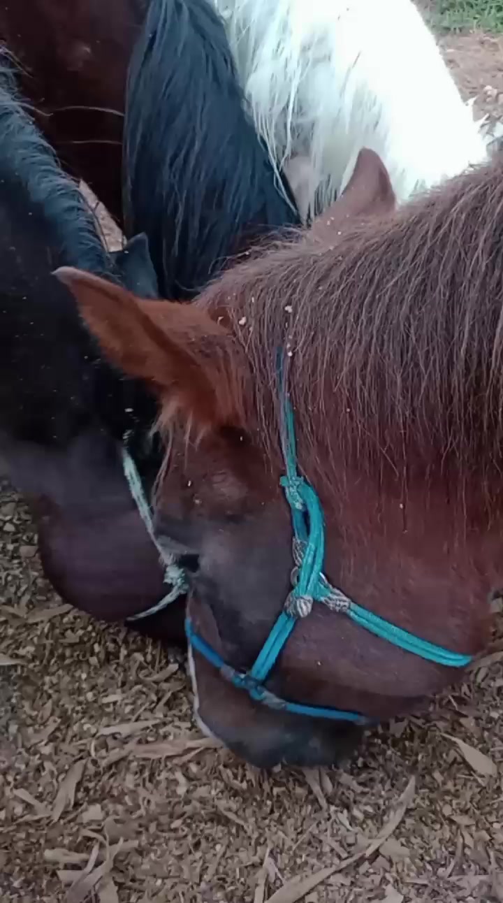 @haras amorim