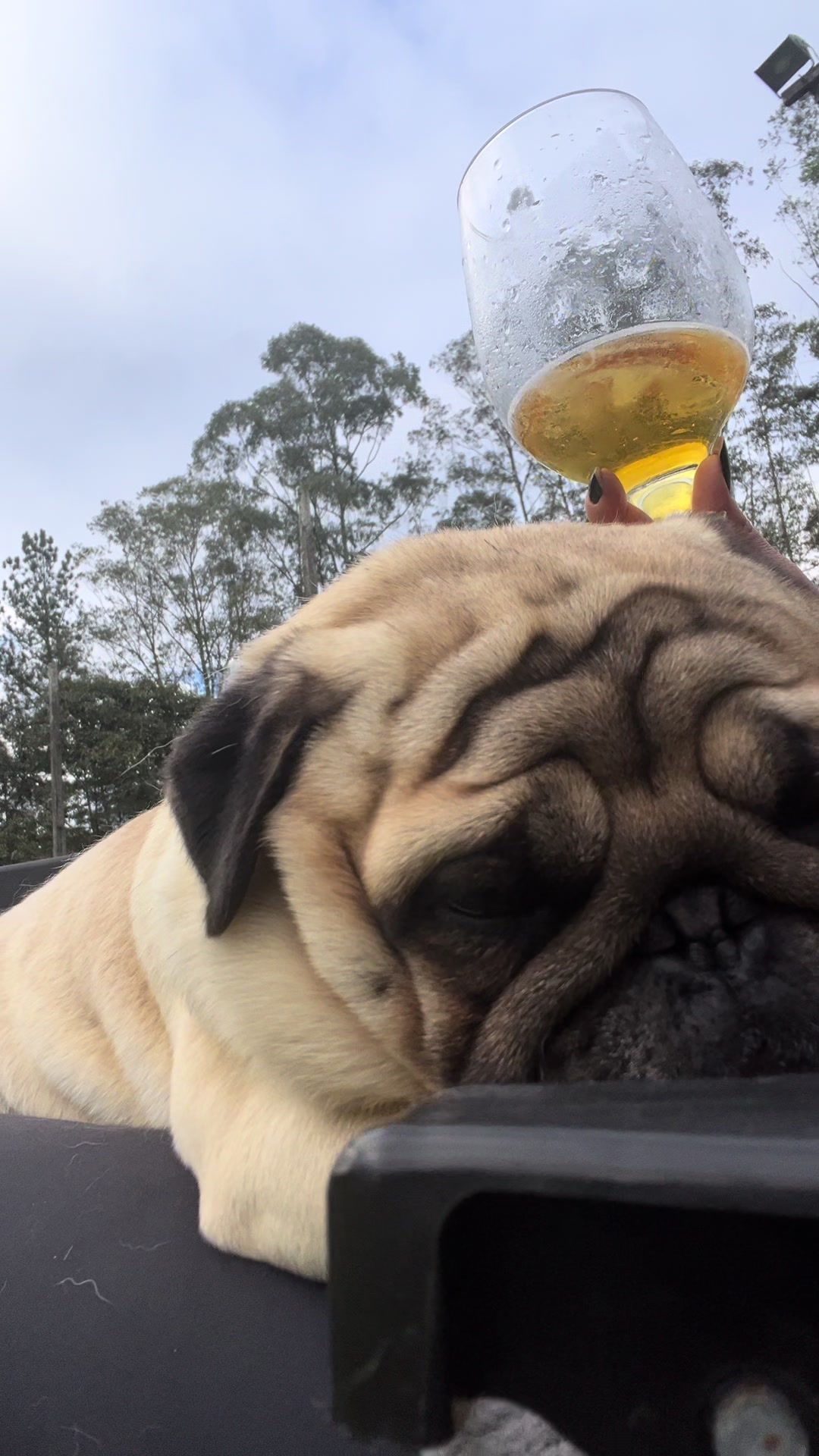 @pugSofyHarry