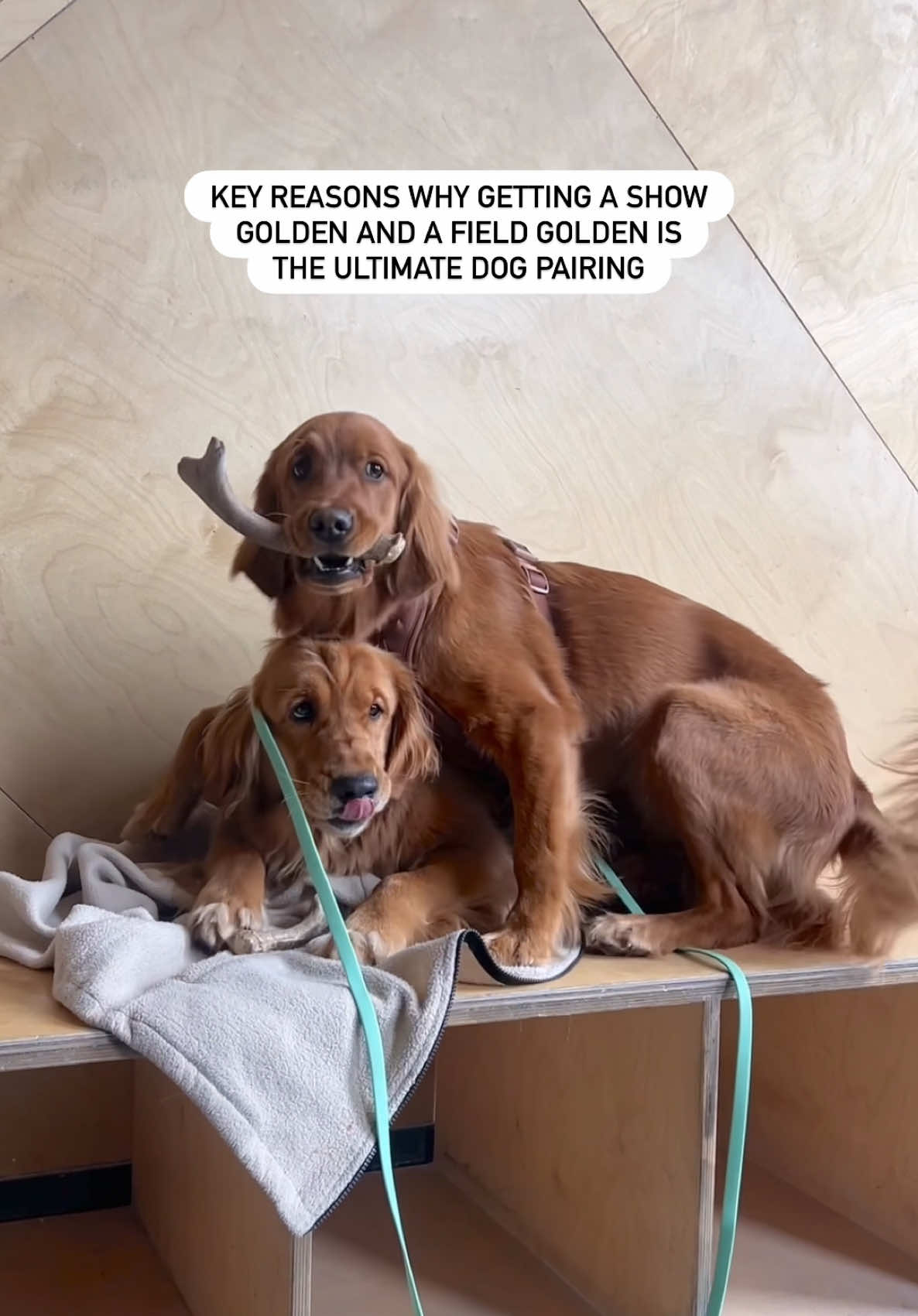 @Pacha and Bucket the Goldens