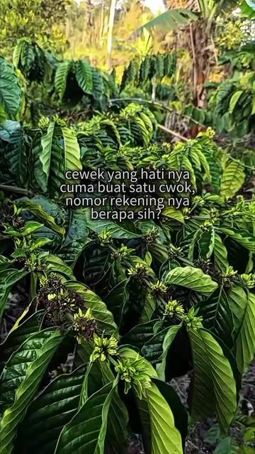 @PetaniMuda